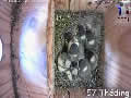 Le nid N°1 de mésange charbonnière en direct - via france-webcams.com
