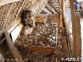 Webcam 1 sur le nid de grand-duc d'Europe - via france-webcams.com