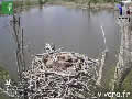 Webcam balbuzard pêheur - via france-webcams.com