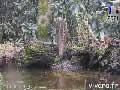 Webcam de la mare - Vivara - via france-webcams.com
