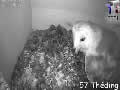 Le nid de chouette effraie en direct - intérieur - via france-webcams.com