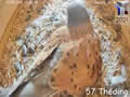 Le nid de faucon crécerelle en direct - intérieur - via france-webcams.com