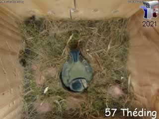 Mésange bleue (nid Théding | int.) - ID N°: 10 - France Webcams Annuaire