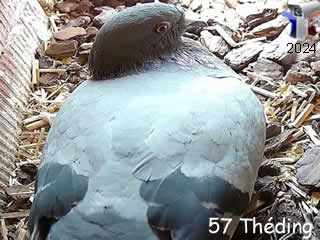 Logo de : Pigeon biset (nid Théding | int.) - ID N°: 1194 sur France Webcams Annuaire