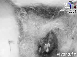 Webcam mésange charbonnière intérieur du nid - Vivara - ID N°: 33 - France Webcams Annuaire