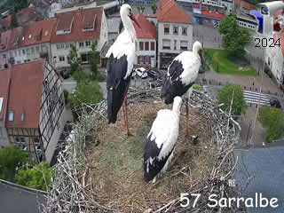 Les cigognes de Sarralbe - ID N°: 4 - France Webcams Annuaire